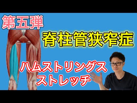 【脊柱管狭窄症⑤】もも裏の痛み痺れを治す～ハムストリングスストレッチ～【埼玉県蕨市 腰痛専門整体院羽翼 TSUBASA 】