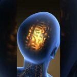 Head Massage is the Greatest Thing You Can Do!  Dr. Mandell