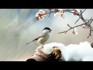 Beautiful Relaxing Music, Peaceful Instrumental Music, "Spring Forest" By Scenic Relaxation