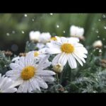 Beautiful Relaxing Hymns, Peaceful Instrumental Music, "Peaceful Spring Rain"by Tim Janis