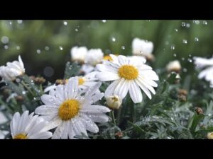Beautiful Relaxing Hymns, Peaceful Instrumental Music, "Peaceful Spring Rain"by Tim Janis
