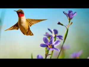 Beautiful Relaxing Music, Peaceful Soothing Instrumental Piano Music, "Flight" by Tim Janis