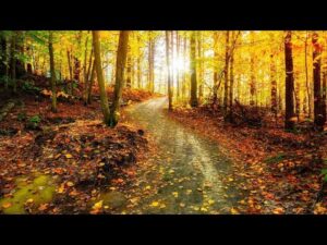 Beautiful Relaxing Music, Peaceful Soothing Instrumental Music, "November Autumn Serenade" Tim Janis