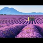 Beautiful Relaxing Music, Peaceful Soothing Music, "Springtime in Provence" by Tim Janis