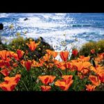 Beautiful Relaxing Soothing Traditional Hymn Music, Peaceful  Music, "The Golden Coast" by Tim Janis