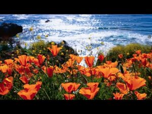 Beautiful Relaxing Soothing Traditional Hymn Music, Peaceful  Music, "The Golden Coast" by Tim Janis