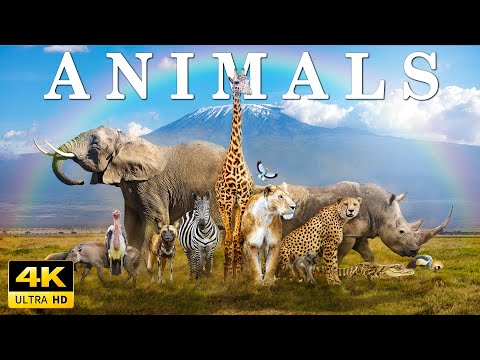 WILDLIFE 4K – Soothing Music Relieves Stress, Fatigue, Excellent Health