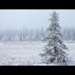 Peaceful Christmas Carols, Soft Holiday Christmas Music "Peaceful Christmas Forest" by Tim Janis