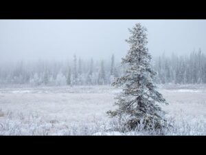 Peaceful Christmas Carols, Soft Holiday Christmas Music "Peaceful Christmas Forest" by Tim Janis
