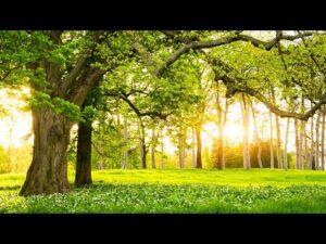 Beautiful Relaxing Music, Peaceful Soothing Instrumental Music, "In the Place of Dreams" #42