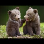 Beautiful Relaxing Music, Peaceful Soothing Instrumental Music, "Wilderness Bears" by Tim Janis