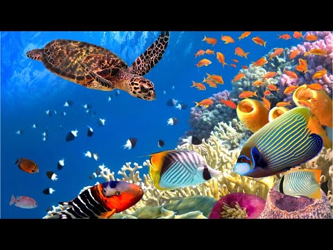 Beautiful Relaxing Music, Peaceful Soothing Instrumental Music, "World of Wonders" By Tim Janis