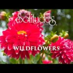 Dan Gibson’s Solitudes – In Full Bloom | Wildflowers