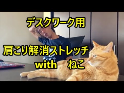 デスクワーク中の肩こり・腰痛解消ストレッチ方法 with My cat : Quick and Easy Stretches To Do While Sitting at Your Desk