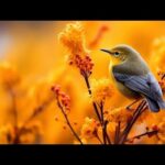 Beautiful Relaxing Hymns, Peaceful  Soothing  Music, "Beautiful Autumn Morning Sunrise" by Tim Janis