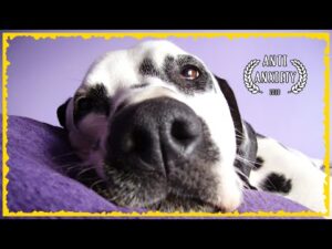 Relaxing music for Dalmatians ~ Soothing Music for Dogs to relax [TESTED]
