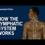 How Does the Lymphatic System Work?