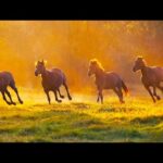 Beautiful Relaxing Hymns, Peaceful Instrumental Music, "Forest Mountains" by Tim Janis
