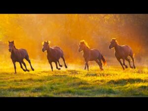 Beautiful Relaxing Hymns, Peaceful Instrumental Music, "Forest Mountains" by Tim Janis