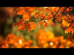 Beautiful Relaxing Hymns, Peaceful Instrumental Music "Autumn Golden Woods" by Tim Janis