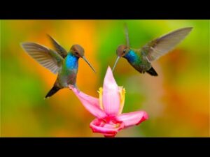 Beautiful Relaxing Music, Peaceful Soothing Instrumental Music, "Hummingbird Flight" By Tim Janis